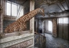 Giraffelook